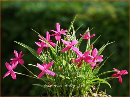 Rhodohypoxis milloides | Sterretjesgras, Roodsterretjes