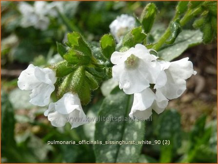 Pulmonaria officinalis &#039;Sissinghurst White&#039; | Longkruid