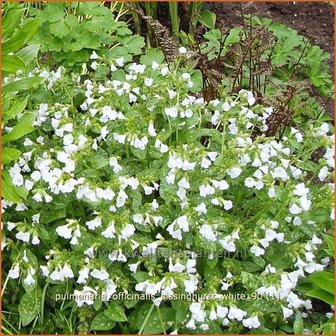 Pulmonaria officinalis &#039;Sissinghurst White&#039; | Longkruid