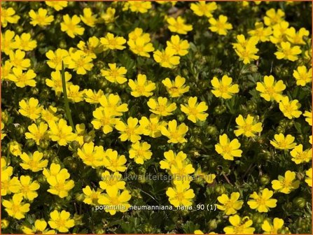 Potentilla neumanniana &#039;Nana&#039; | Vijfvingerkruid, Ganzerik