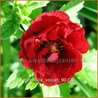 Potentilla &#039;Volcan&#039; | Vijfvingerkruid, Ganzerik