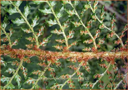 Polystichum setiferum &#039;Dahlem&#039; | Zachte naaldvaren