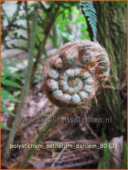 Polystichum setiferum &#039;Dahlem&#039; | Zachte naaldvaren