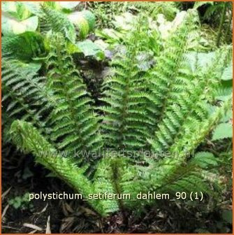 Polystichum setiferum &#039;Dahlem&#039; | Zachte naaldvaren