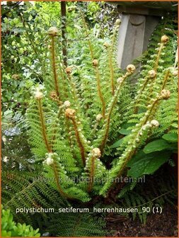 Polystichum setiferum &#039;Herrenhausen&#039; | Zachte naaldvaren