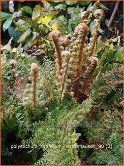 Polystichum setiferum &#039;Herrenhausen&#039; | Zachte naaldvaren