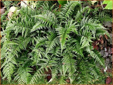 Polystichum tsus-simense | Koreaanse rotsvaren, Naaldvaren