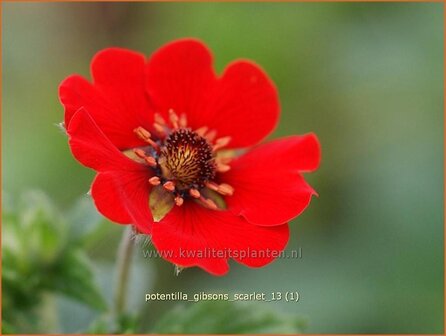 Potentilla &#039;Gibson&#039;s Scarlet&#039; | Vijfvingerkruid, Ganzerik