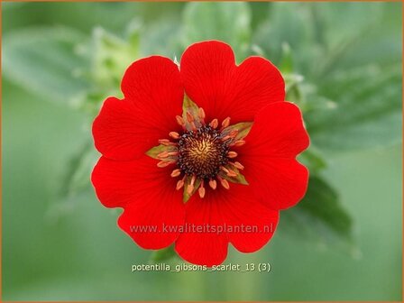 Potentilla &#039;Gibson&#039;s Scarlet&#039; | Vijfvingerkruid, Ganzerik