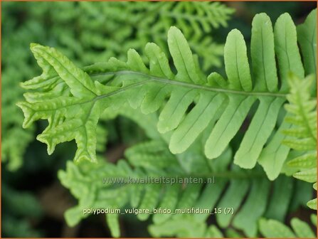 Polypodium vulgare &#039;Bifido Multifidum&#039; | Eikvaren