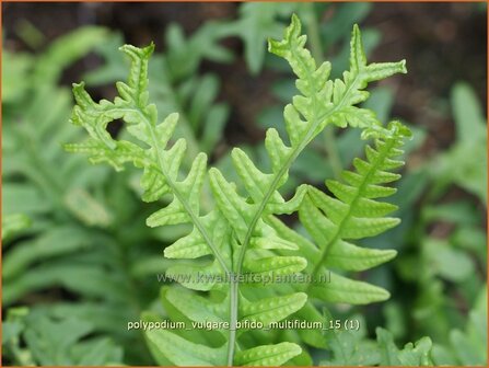 Polypodium vulgare &#039;Bifido Multifidum&#039; | Eikvaren