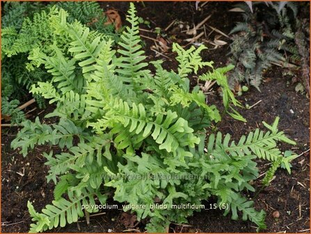 Polypodium vulgare &#039;Bifido Multifidum&#039; | Eikvaren