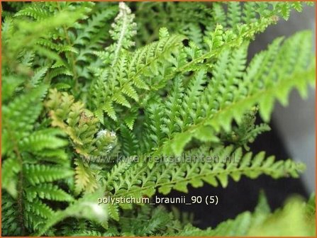 Polystichum braunii | Naaldvaren