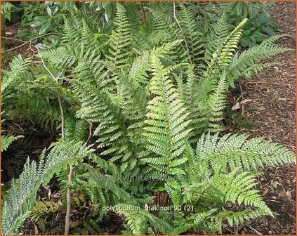 Polystichum makinoi | Naaldvaren