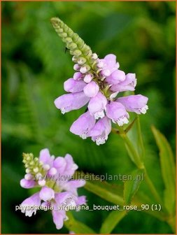 Physostegia virginiana &#039;Bouquet Rose&#039; | Scharnierbloem | Gelenkblume