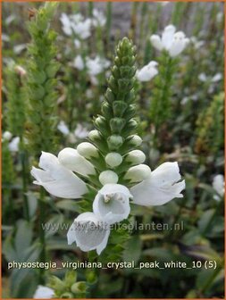 Physostegia virginiana &#039;Crystal Peak White&#039; | Scharnierbloem, Scharnierplant