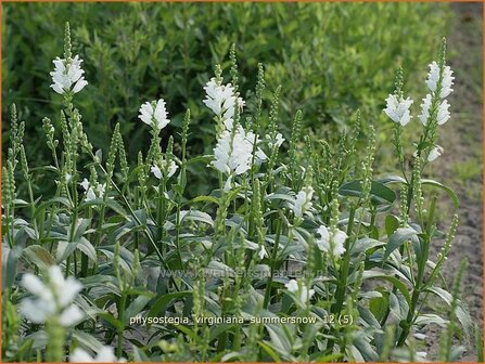 Physostegia virginiana &amp;#39;Summer Snow&amp;#39; | Scharnierbloem | Gelenkblume