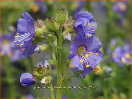 Polemonium caeruleum &#039;Bambino Blue&#039; | Jacobsladder