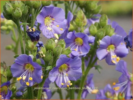 Polemonium caeruleum &#039;Bambino Blue&#039; | Jacobsladder