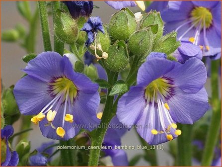 Polemonium caeruleum &#039;Bambino Blue&#039; | Jacobsladder