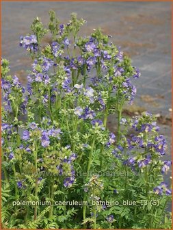 Polemonium caeruleum &#039;Bambino Blue&#039; | Jacobsladder