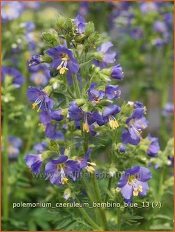 Polemonium caeruleum &#039;Bambino Blue&#039; | Jacobsladder