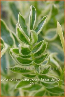 Polemonium caeruleum &#039;Brise d&#039;Anjou&#039; | Jacobsladder