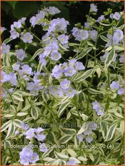 Polemonium caeruleum &#039;Brise d&#039;Anjou&#039; | Jacobsladder