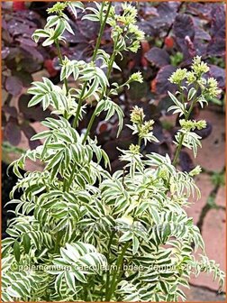 Polemonium caeruleum &#039;Brise d&#039;Anjou&#039; | Jacobsladder