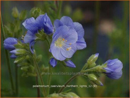 Polemonium caeruleum &#039;Northern Lights&#039; | Jacobsladder