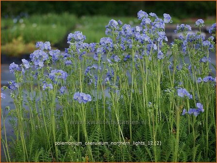 Polemonium caeruleum &#039;Northern Lights&#039; | Jacobsladder