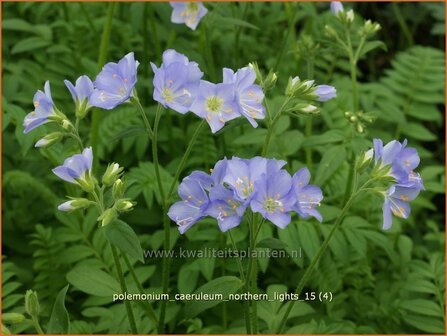 Polemonium caeruleum &#039;Northern Lights&#039; | Jacobsladder