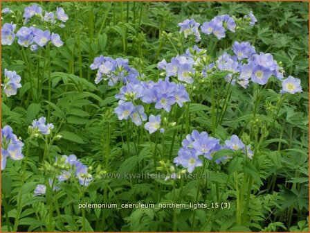 Polemonium caeruleum &#039;Northern Lights&#039; | Jacobsladder