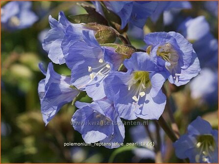 Polemonium reptans &#039;Blue Pearl&#039; | Jacobsladder, Griekse valeriaan