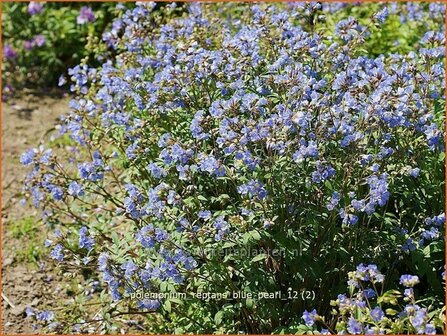 Polemonium reptans &#039;Blue Pearl&#039; | Jacobsladder, Griekse valeriaan