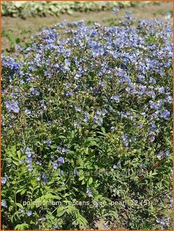 Polemonium reptans &#039;Blue Pearl&#039; | Jacobsladder, Griekse valeriaan