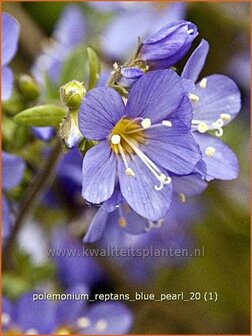 Polemonium reptans &#039;Blue Pearl&#039; | Jacobsladder, Griekse valeriaan