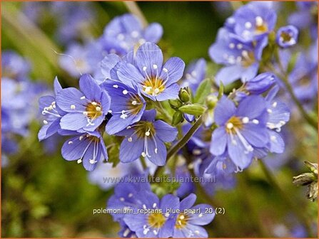 Polemonium reptans &#039;Blue Pearl&#039; | Jacobsladder, Griekse valeriaan