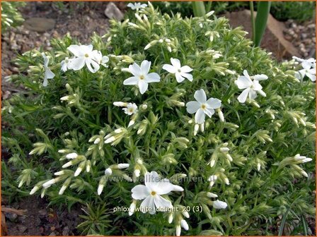 Phlox &#039;White Delight&#039; | Vlambloem, Kruipphlox