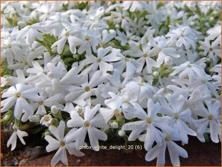 Phlox &#039;White Delight&#039; | Vlambloem, Kruipphlox