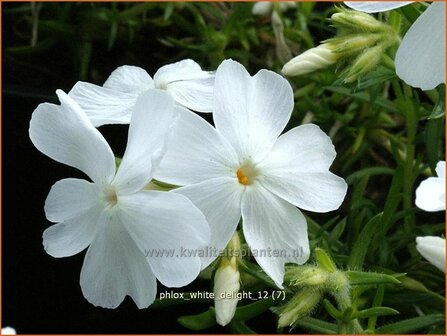 Phlox &#039;White Delight&#039; | Vlambloem, Kruipphlox