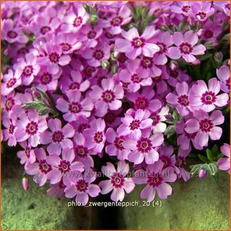 Phlox &#039;Zwergenteppich&#039; | Vlambloem, Kruipphlox