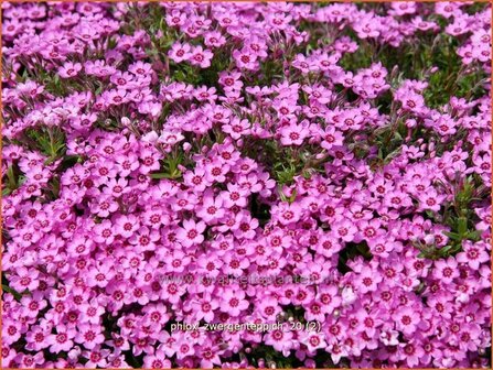 Phlox &#039;Zwergenteppich&#039; | Vlambloem, Kruipphlox