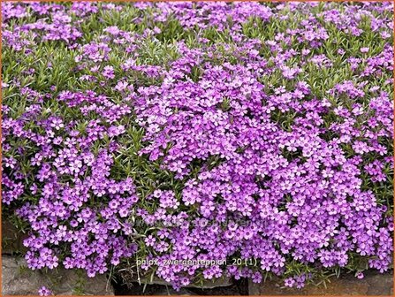 Phlox &#039;Zwergenteppich&#039; | Vlambloem, Kruipphlox