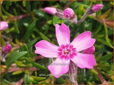 Phlox &#039;Zwergenteppich&#039; | Vlambloem, Kruipphlox