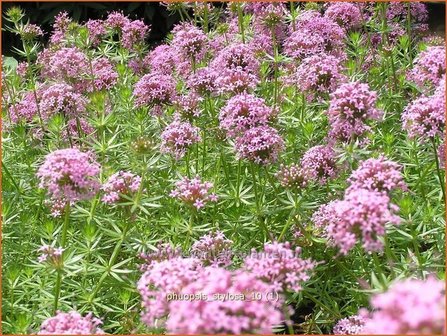 Phuopsis stylosa | Perzische kruisjesplant | Baldriangesicht