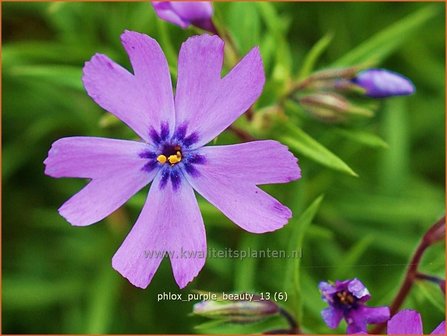 Phlox &#039;Purple Beauty&#039; | Vlambloem, Kruipphlox