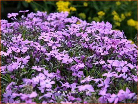 Phlox &#039;Purple Beauty&#039; | Vlambloem, Kruipphlox