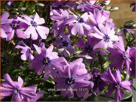 Phlox &#039;Purple Beauty&#039; | Vlambloem, Kruipphlox