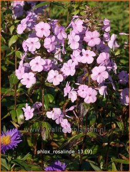 Phlox &#039;Rosalinde&#039; | Vlambloem